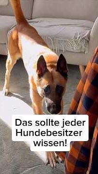 Every dog ​​owner should be aware of these symptoms!