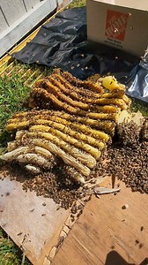 40,000 Bees and 40lbs of Comb Under Their Shed! 😳 #savethebees #bee #rescue #animals #HomeImprovement #bugs #insects #honey #sheds #Flooring #construction | Mr. Mrs. Bee Rescue