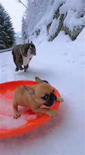 French Bulldog Puppy Tries Sledding