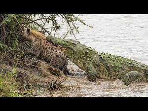 Crocodile Attacks Hyena at Waterhole | Wildlife Survival