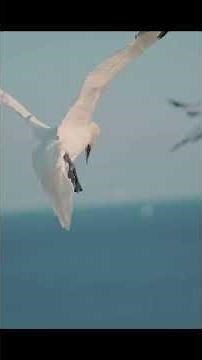 Animals With Quantum Superpowers! The Hidden Compass Revealed