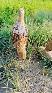 1.5M views · 10K reactions | Teetar voice teetar ki awaz teetar sounds #reelsforyou #reels #birds #birdsofprey #foryou | Beautiful Birds | Facebook