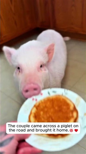They Couldn't Ignore a Piglet in Need on Their Way Home.