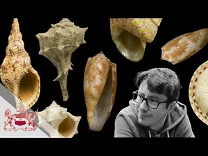 Linnean Lens | Treasures of the Linnean Shells collection