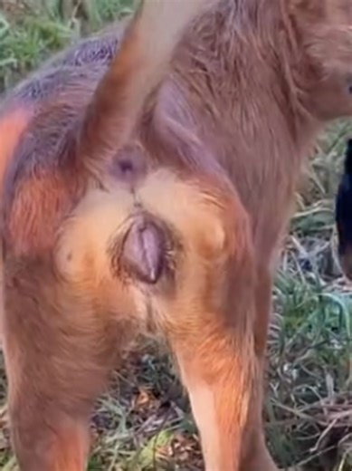 Amazing Ways to Clean Your Dog Effectively