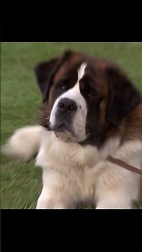Sabías esto de beethoven? el perro de la pelicula