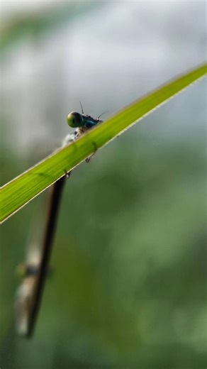 try this Creative mobile macro lens 📸 photography tips and tricks 🎯🌿 #macrophotography #macroshot
