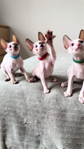 Adorable 3-Pointed Cornish Rex Kittens