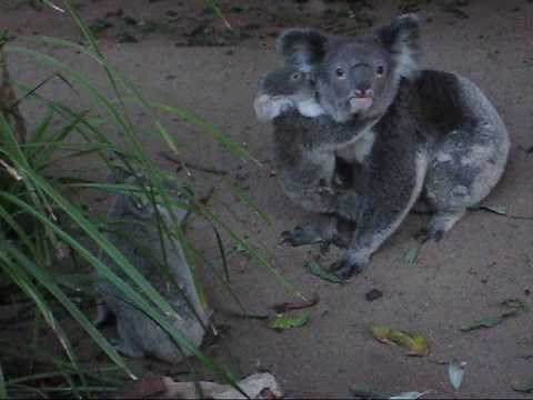 Koala babies fight for the win