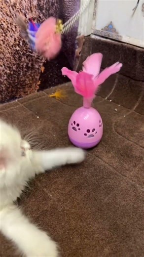 trep code me ap b cat baby big cat lany k lea hmari shop py aa skty han o3o962ooo43#cat #catlovers