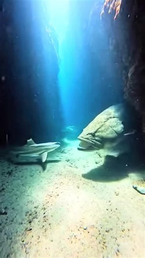 Incredible! Giant Grouper Eats a Small Shark #PezGrouper #Shark #SeaLife