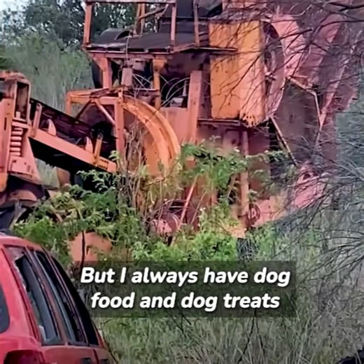 7.4K views · 336 reactions | Pittie Finds Comfort and Love After Abandoned Car Discovery #fyp #pet | Joe Vicar Tv | Facebook