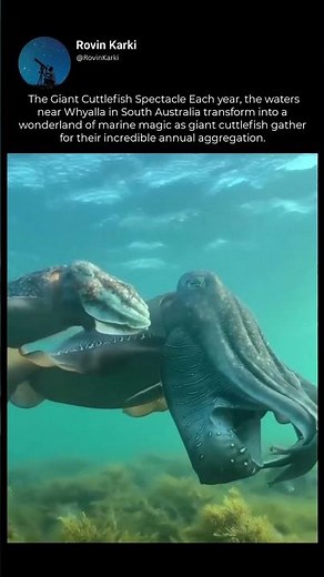 The Giant Cuttlefish Spectacle Each year, the waters near Whyalla in South Australia