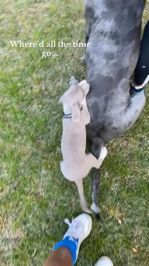 He’s bigger than diesel now #greatdane #fyp #greatdanesoftiktok