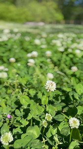 In love with our clover! #cover #nature #spring | April Makes