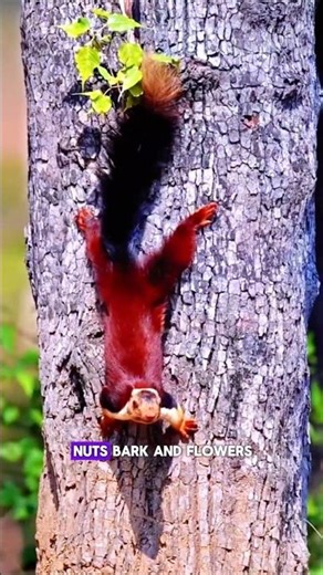 Meet India's Rainbow Squirrel 😱🐿️