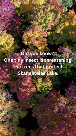 The Eastern Hemlocks that shade our streams and steady our slopes are under threat — but the effort to protect them is growing. 💙🌲 Join experts from the NYS Hemlock Initiative, CC Environment, and the Skaneateles Lake Association on October 21 at Lourdes Camp for a hands-on look at the tools and treatments being used to save these vital trees. 💧 When we protect hemlocks, we protect clean water for all. #SkaneatelesLake #HemlockProtection #LakeFriendlyLiving #ProtectWhatYouLove #CleanWater #Co