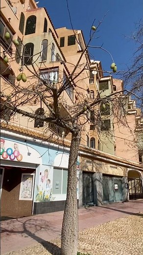 El curioso Palo Borracho. ¿Por qué este árbol tiene espinas y parece una botella? 🍾 #curiosidades