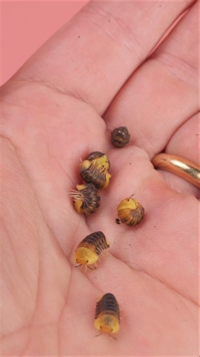 Rubber Duckies for Easter? #isopods #rubberducky #easter #easteregg