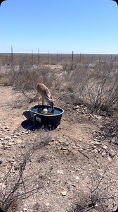 1.1K views · 10K reactions | A big thank you to GNK whitetails in Midway Tx. Top notch business and people to work with. This process started last April. We took delivery from GNK last week of 47 deer. As you see the deer are doing great. Neil and his staff have been fantastic to work with. Neil truly cares about these animals and his customers. Thank you GNK!#deerfarmer #ranch #ranchlife #cowboy #doe #bigbuck #losbarrancos | Rancho Los Barrancos | Facebook
