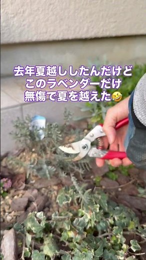ラベンダー剪定して良い株にする