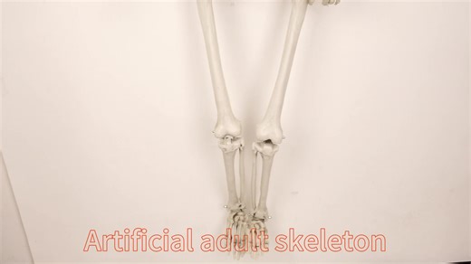 5.3ft 160cm Pose Skeleton Prop Realistic Human Bones Halloween Skeleton for Halloween Haunted House Indoor Outdoor