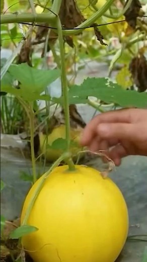 Canary’s melon 🍈 fruit #youtube #fruit #shortvideo