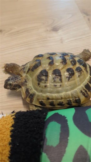 Olaaf 💚 | 🐢 Viking Turtle Olaf #shorts