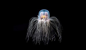 Immortal Jellyfish [the only animal which can live eternally!] - Our Planet