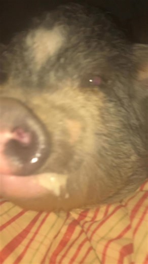 Sucky lip!!! 🥰🥰🥰 🐽🥜 This is a piglet (baby) thing that Princess Peanut still does when she *really* likes something and wants more of it - and it absolutely gets me EVERY TIME ‘cause it is so super cute!!! I hope she never stops doing this! 🥰🐽🥜 This (early) morning’s sucky-lip inducing treat? Candied ginger. Princess Peanut LOVES anything spicy — she even loves pickled ginger, wasabi, spicy tacos, my African spices, spicy cheetohs (which I can’t even do)… she loves hot and spicy! So this