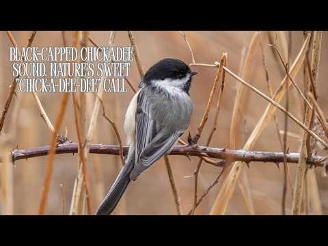 Black-Capped Chickadee Sound. Nature’s Sweet “Chick-a-dee-dee” Call
