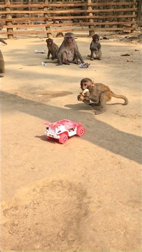 Monkey Gets Scared of a Tiny Toy.#monkey #funnyanimals #animalreaction