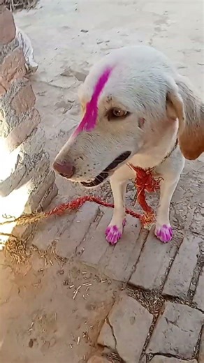 doggyaise munh latka ke bare mein kuchh nahin hoga thoda sa karo doggy #doggys