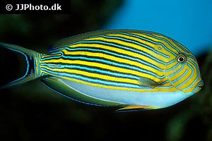 Clown Tang Care (Acanthurus lineatus)