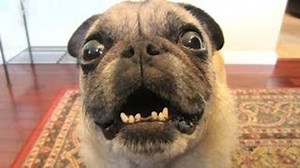 Most Funny Dog Barking Videos Compilation