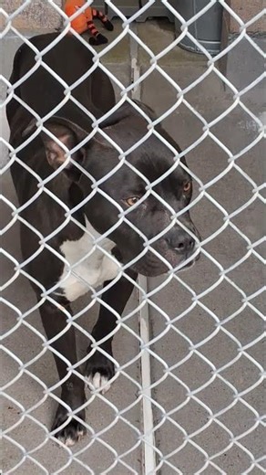 This Black Lab Was Left to Freeze… Then a Stranger Stepped In 🖤🐕