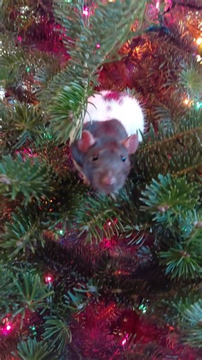 Rat in Christmas tree #rat #animals #christmas