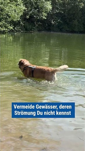 Taking Your Dog to the Lake ☀️🐶💦