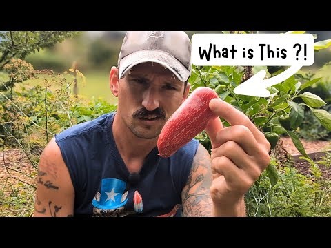 Cross Pollination Explained in 5 Minutes