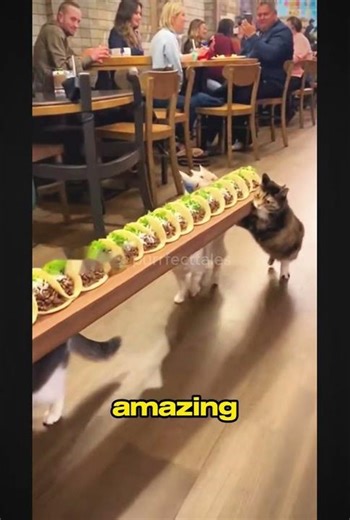 This Team of Animals Just Served the Longest Taco 😂 #dogsandcats #funny #cute