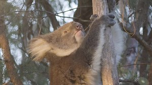 Koala at sunset in a eucalyptus tree, South Australia Tourism and wildlife.