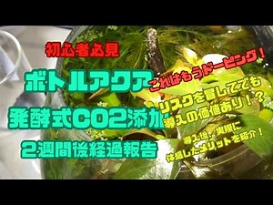 #16 ボトルアクアリウムを始めよう⑥ 発酵式CO2添加導入２週間後経過報告！ 導入して体感したメリットを紹介！ #アクアリウム #ボトルアクア #小型水槽 #発酵式CO2添加