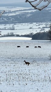 Une chasse captivante au chevreuil