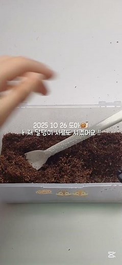 지각생 등장 .. 호호 #달집사 #달팽이 #먹방 #케어 #도아 #명주달팽이