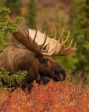 10 Activities for a 5 Day Itinerary for Homer, Alaska