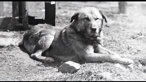 Tamworth's top dog is finally back home. The great sled dog Chinook, born in New Hampshire and the namesake of an entire breed, went missing during an Antarctic expedition nearly 100 years ago. The town's new statue celebrates the hometown legend. More info: https://www.wmur.com/article/chronicle-tamworth-new-hampshire-chinook/70001533 | Tom Garris WMUR