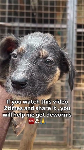 Share more love and support to save 9 puppies from worms , they need more food 🐶🙏🆘