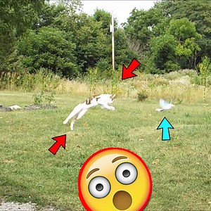 1.5K views |  The ULTIMATE Cat Toy!  Perfect For Playtime! Can Your Cat Catch It? 樂 Get Yours Below  | Amazingly Cat | Facebook