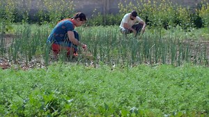 Male Female Indian Village Laborers Doing Stock Footage Video (100% Royalty-free) 1071343237 | Shutterstock