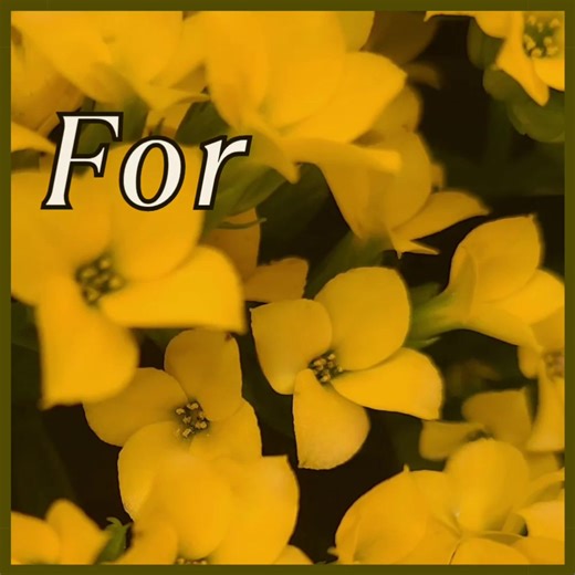 The Hillbilly Kitchen on Reels